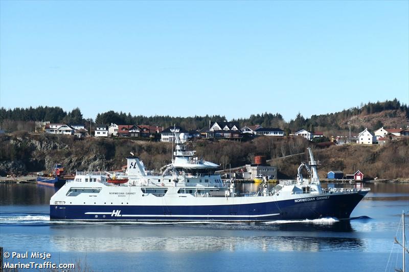 NORWEGIAN GANNET FOTO