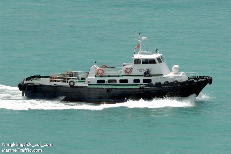 SEA KESTREL FOTO