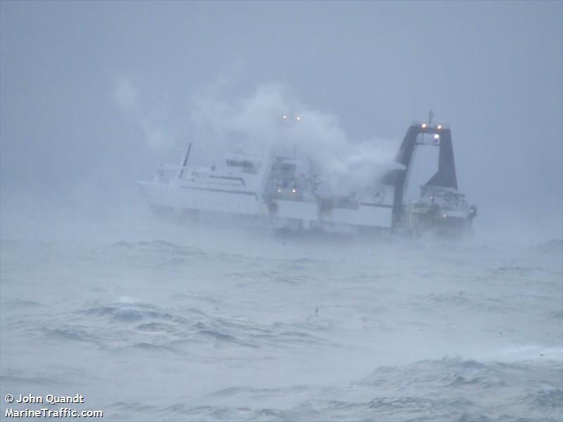 NORTHERN JAEGER FOTO